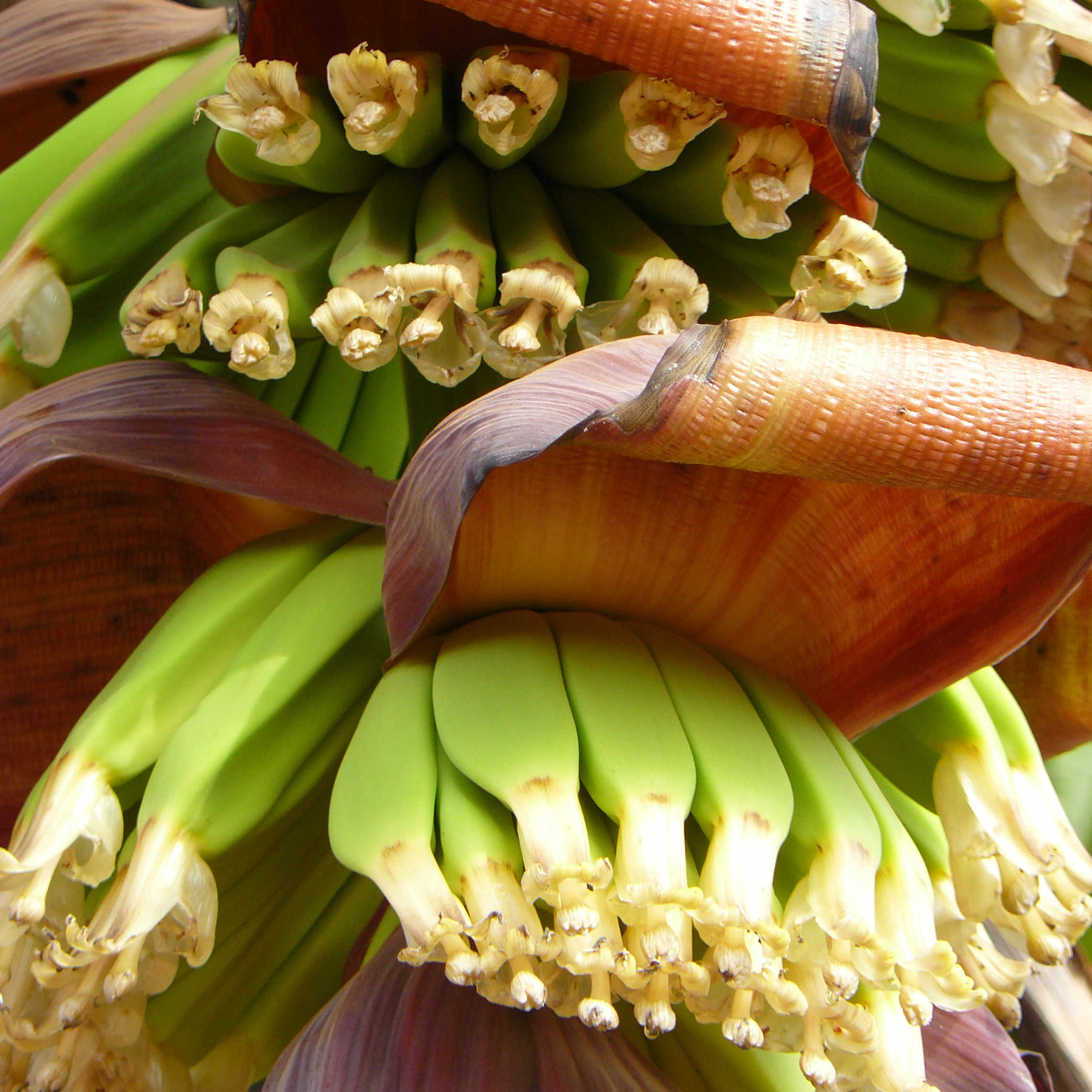 Banana flower with fruits