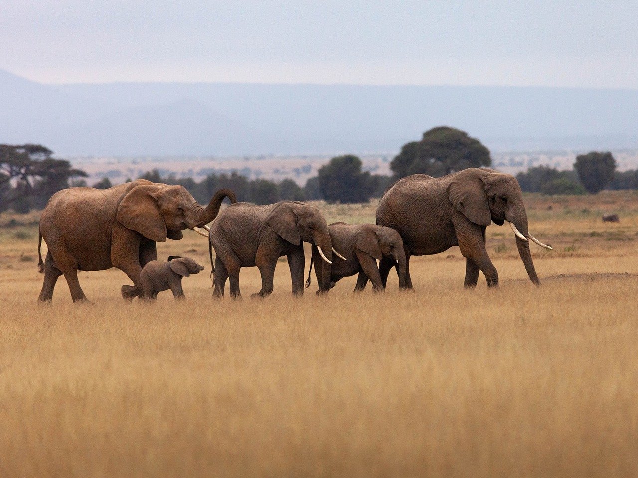 Elephant familiy; source: pixabay/Schnapp_schuss